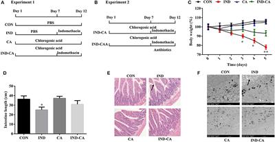 Chlorogenic Acid Protects Against Indomethacin-Induced Inflammation and Mucosa Damage by Decreasing Bacteroides-Derived LPS